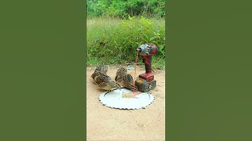 Quick and easy quail trap design # shorts