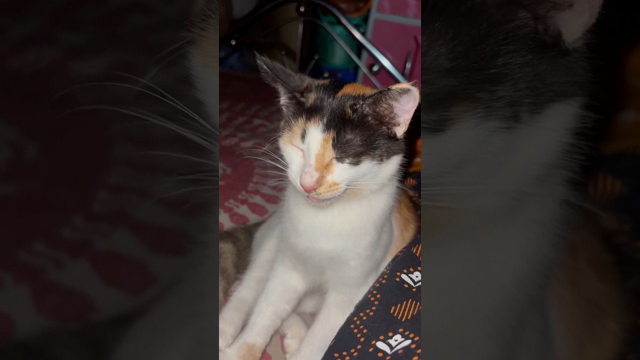 #cat #cartoon #funny #animals #cute #kitten #bollywoodcoversongs #cutecatcartoon #catart #catcartoon