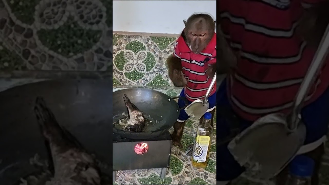 Smart monkey catches fish  