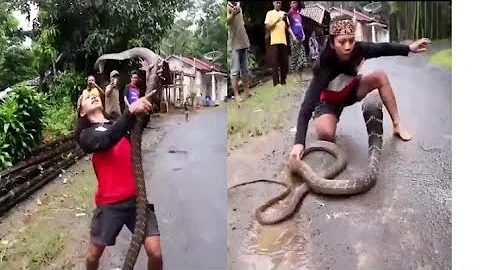 ¿Qué serpiente causa más muertes en la India?