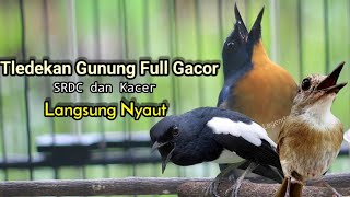 TLEDEKAN GUNUNG GACOR DOR AMPUH PANCING EMOSI KACER DAN SRDC