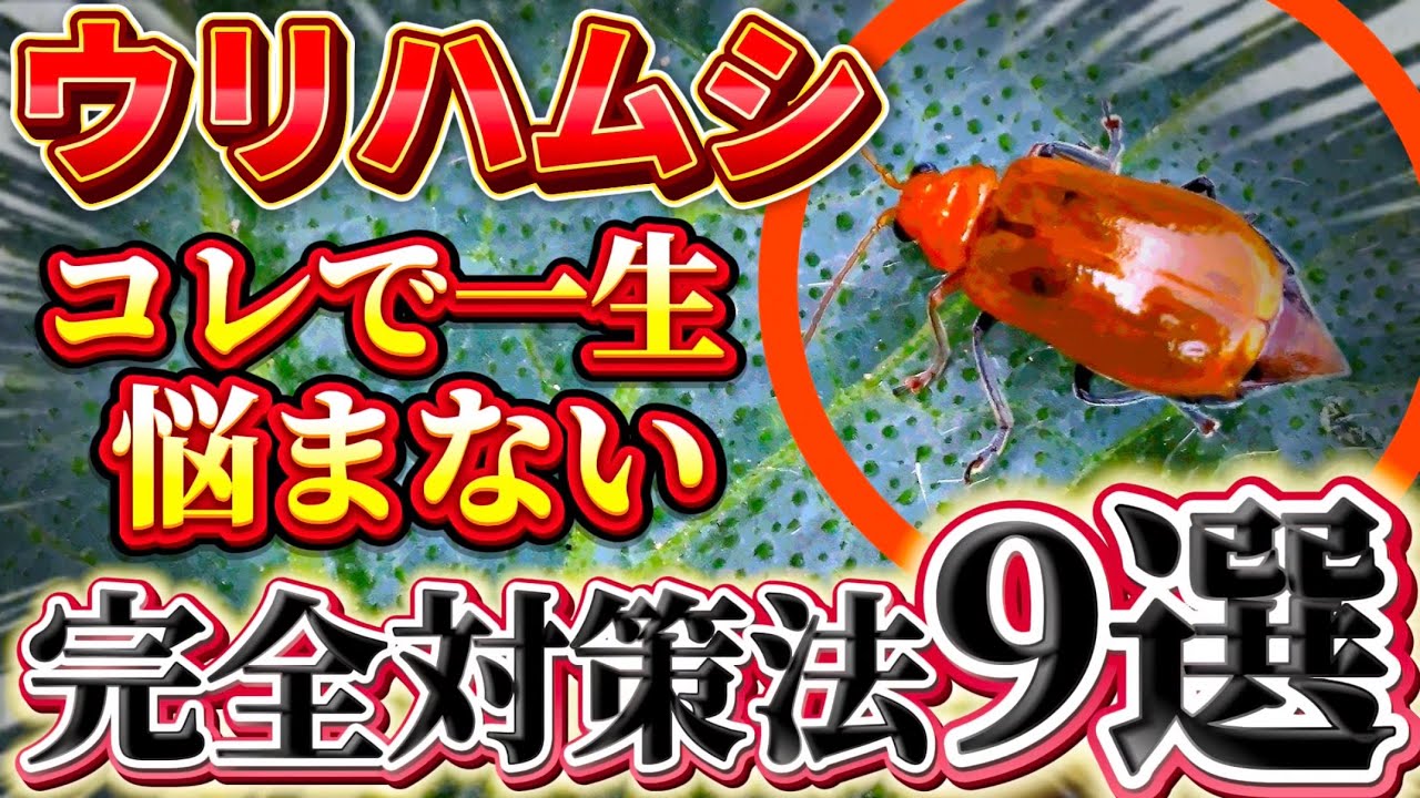 【ウリハムシ】コレで一生悩まない！被害をゼロに抑える方法を紹介します。今年からウリハムシは怖くありません。