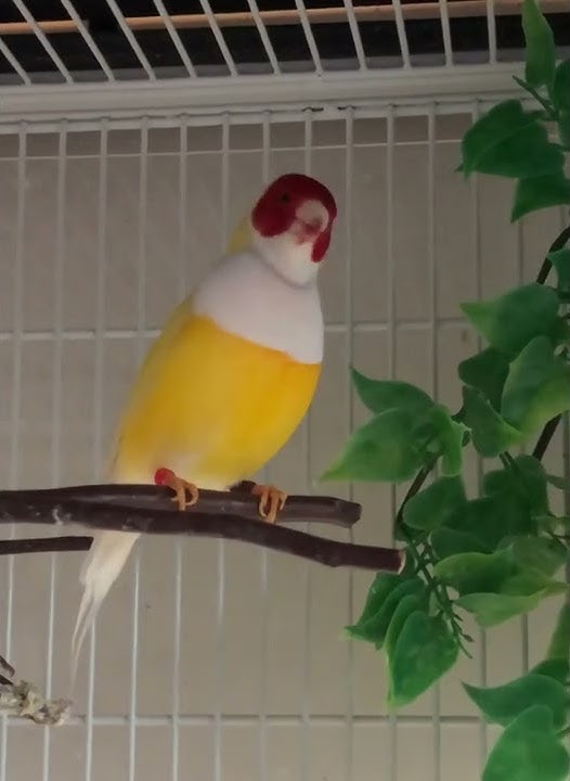Burung Finch Lady Gouldian Bernyanyi