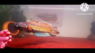 Auranti maculata 40 cm , Background putih pasir malang merah dengan lampu dari Recent pro red plus screenshot 3