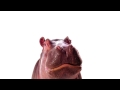 Hazina the Telus Hippo
