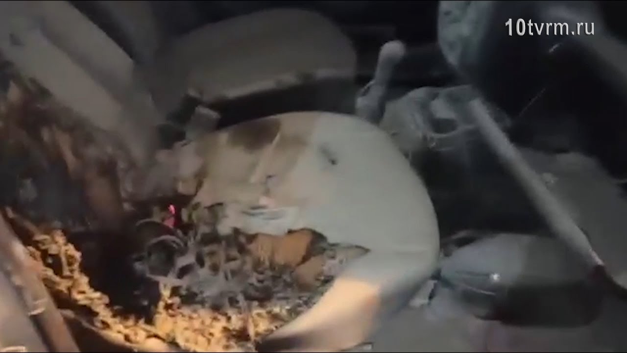 Порча на авто