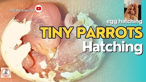 The smallest parrot you