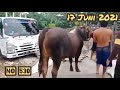 sapi kurban kiloan real timbang