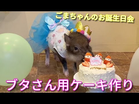 レシピ公開 ブタ さん用 手作り ケーキ で ごまちゃんのお誕生日パーティ Mipigの日常 ペット用 ケーキ Youtube