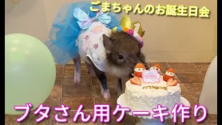 レシピ公開 ブタ さん用 手作り ケーキ で ごまちゃんのお誕生日パーティ Mipigの日常 ペット用 ケーキ Youtube