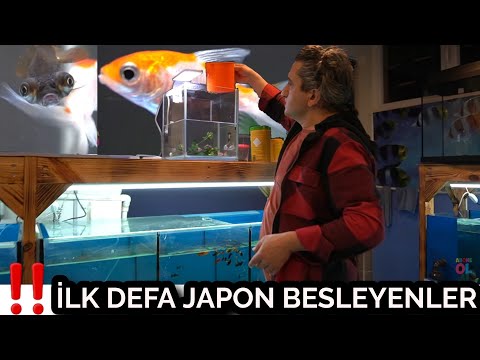 JAPON BALIĞI BESLEYENLER DİKKAT, Japon balığı akvaryumu nasıl temizlenir, akvaryum balıkları