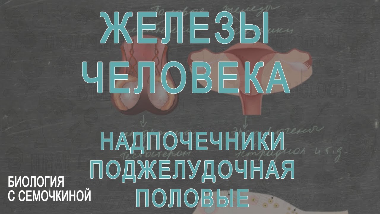 Железы человека: надпочечники, поджелудочная, половые
