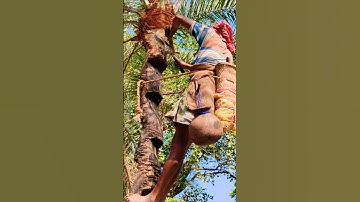 Traditional Techniques for Harvesting Date Palm Sap🌴  #shorts