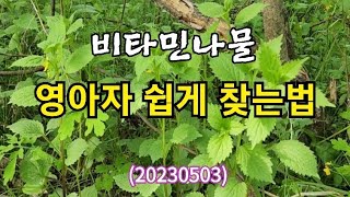 #비타민 나물로 유명한 