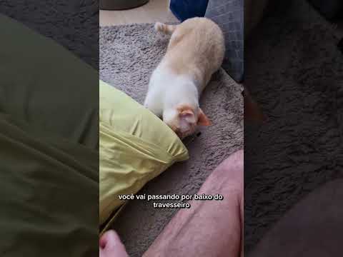 Vídeo: Como socializar um gatinho