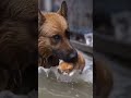 Brave Dog Crosses Flood to Save Stray Kittens