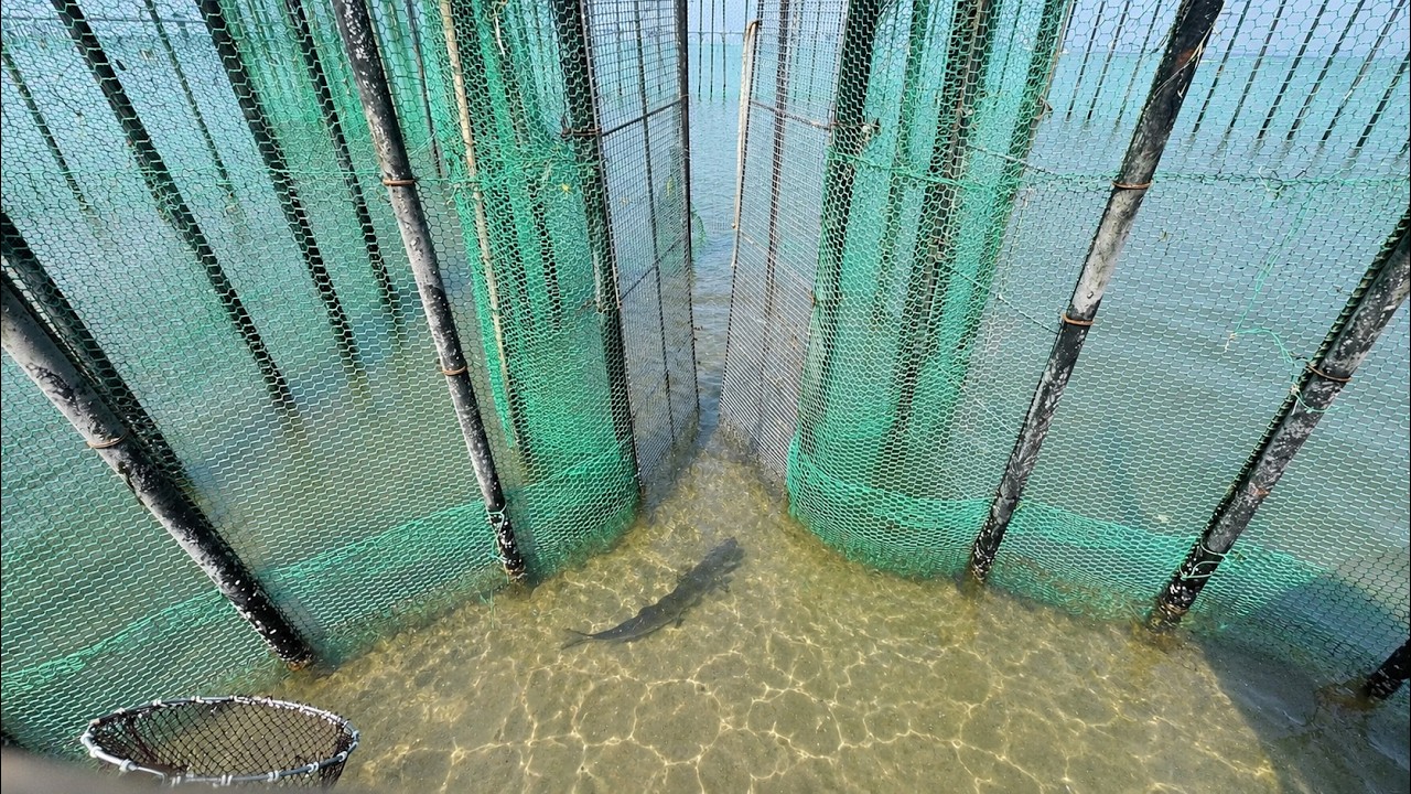 魚を網の迷路に追い込む漁