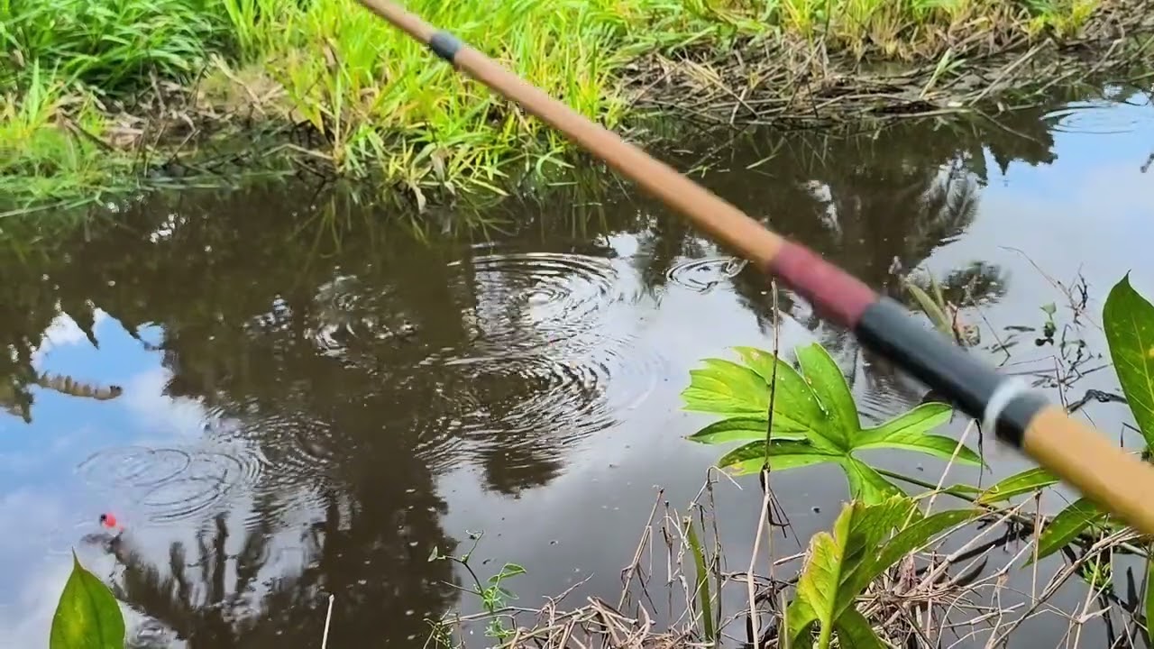 Wah seru banget mancing disini betok monster terselamatkan