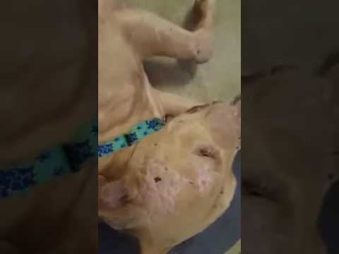 Dog Who Lost His Nose Gives Rescuers The Sweetest Kisses
