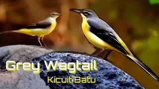 Grey Wagtail ~ Kicuit Batu ~ Burung Migrasi ~ WILDLIFE Education~Dompu-Bima NTB ~ EduBird TV