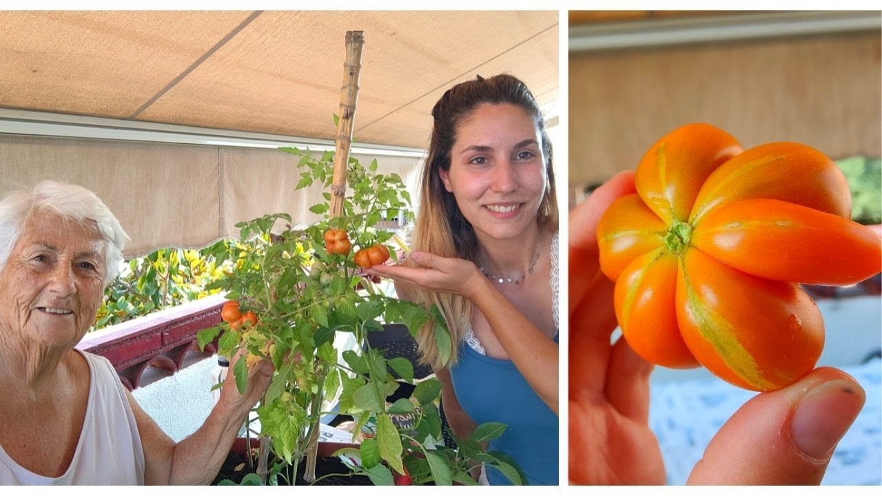 Se pueden comer los tomates con podredumbre apical