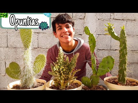 Video: ¿Son las opuntia autofértiles?