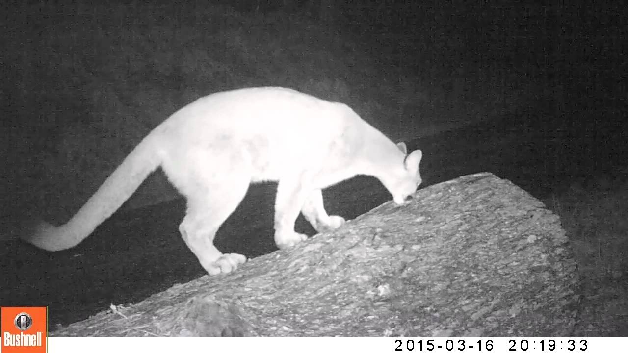 Game camera footage of three cougars, probably mother and grown cubs YouTube