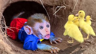 Baby monkey helps and take care of five little ducks in the cave