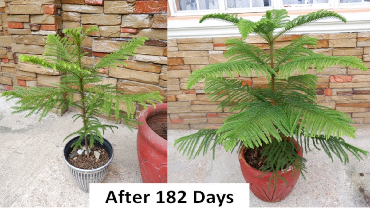How To Grow And Care Norfolk Island Pine Tree In A Pot At Home Araucaria Heterophylla Youtube