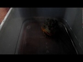 Лягушка ест мышонка целиком African bullfrog eats a mouse