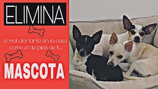 ✅ELIMINA el mal olor de orina de tu mascota | Remedio CASERO | Refrezca tu hogar | LIMPIEZA