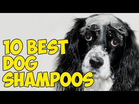 10-best-dog-shampoos-[2019]--🐶