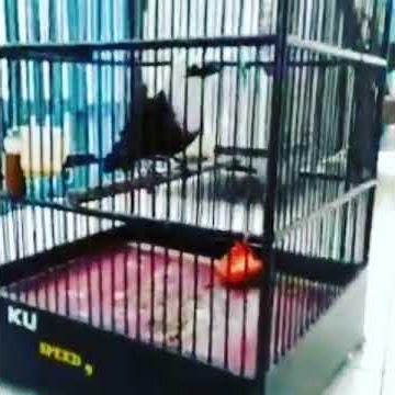 suara burung poksay kuda/poksay jambul putih