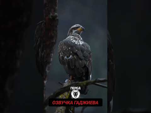 БУДЬ ОСТОРОЖЕН😱💥/DİKKATLİ OL