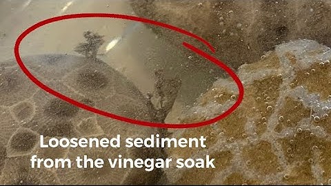 Soaking Petoskey Stones and Fossils in Vinegar