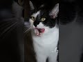 Real Cat Video To This Cat Sound Tiktok Tiktoke Cat Catlover Catcat Funny Like Real Cat Video To This Cat Sound Tiktok Tiktoke Cat Catlover Catcat Funny Like
