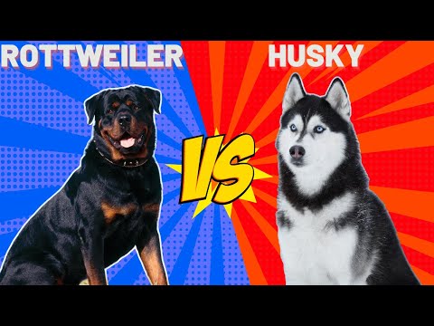 Rottweiler Vs Husky ( Sibirya Kurdu ) Köpekleri #rottweiler #sibiryakurdu #husky