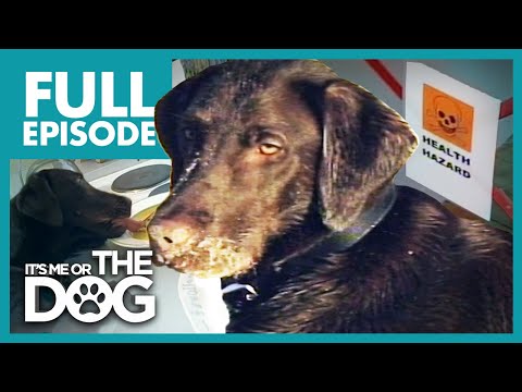 the-filthy-chocolate-lab:-teo-|-full-episode-|-it