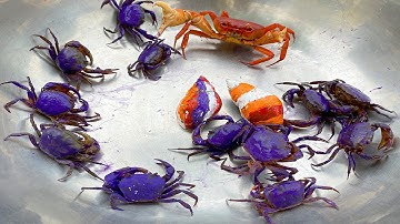 Kem Ốc và cua Chanel ra ngõ bắt các con vật màu sắc: con cua, ốc sên, chuột hồng, con cá vàng, sư tử