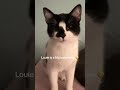 #kittens #kittenshorts #petshub #cats #catshorts #fyp #love #beautiful #blackandwhiteshow