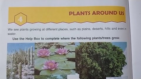CLASS 4 SCIENCE CHAPTER 4 PLANTS AROUND US EXPLANATION | DAV PUBLIC SCHOOLS