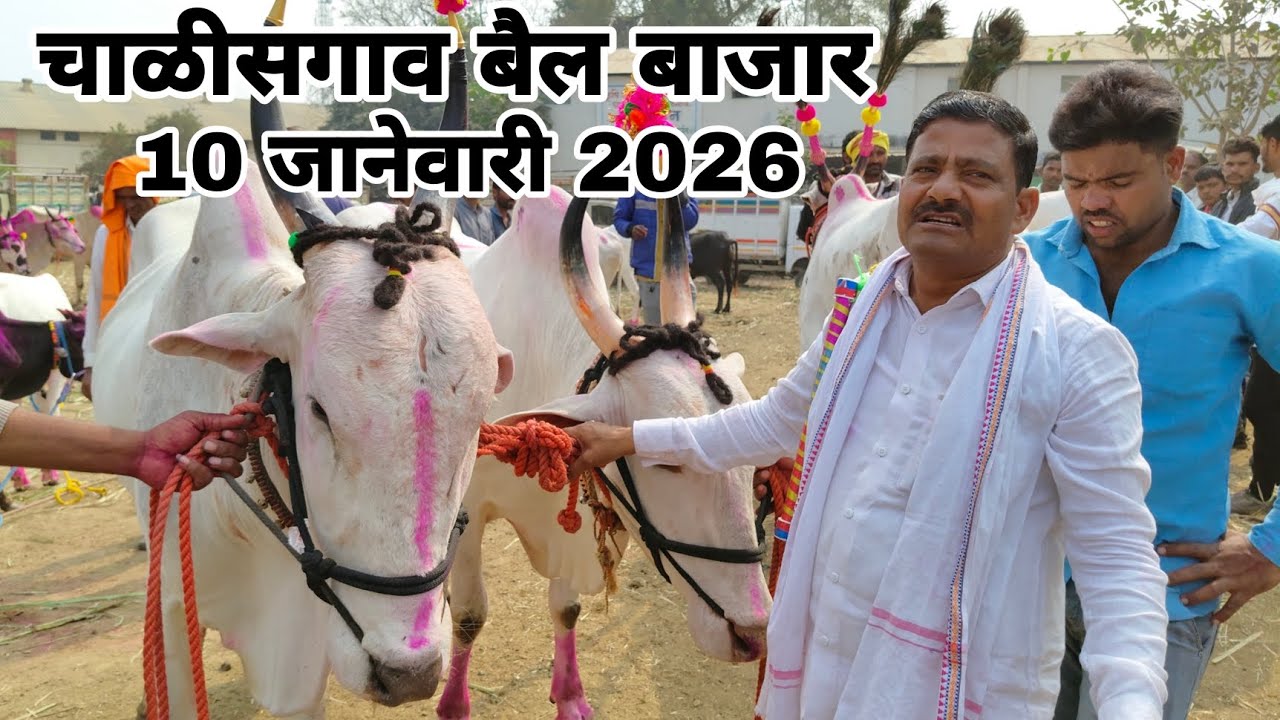 Chalisgaon bail bazar 10 janevary 2026 | चाळीसगाव बैल बाजार | chalisgaon bail bazar live