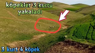 3 KURT KÖPEKLERİ PUSUYA ATARKEN KÖPEKLERE YAKALANDI••3 KURT 4 KÖPEK