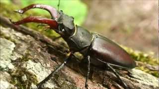 Download Lagu Stag beetle habitat and mating MP3