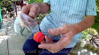 Борьба с осами на винограднике.Ловушка для ос на винограднике.Как сделать ловушку для ос из бутылки Борьба с осами на винограднике.Ловушка для ос на винограднике.Как сделать ловушку для ос из бутылки