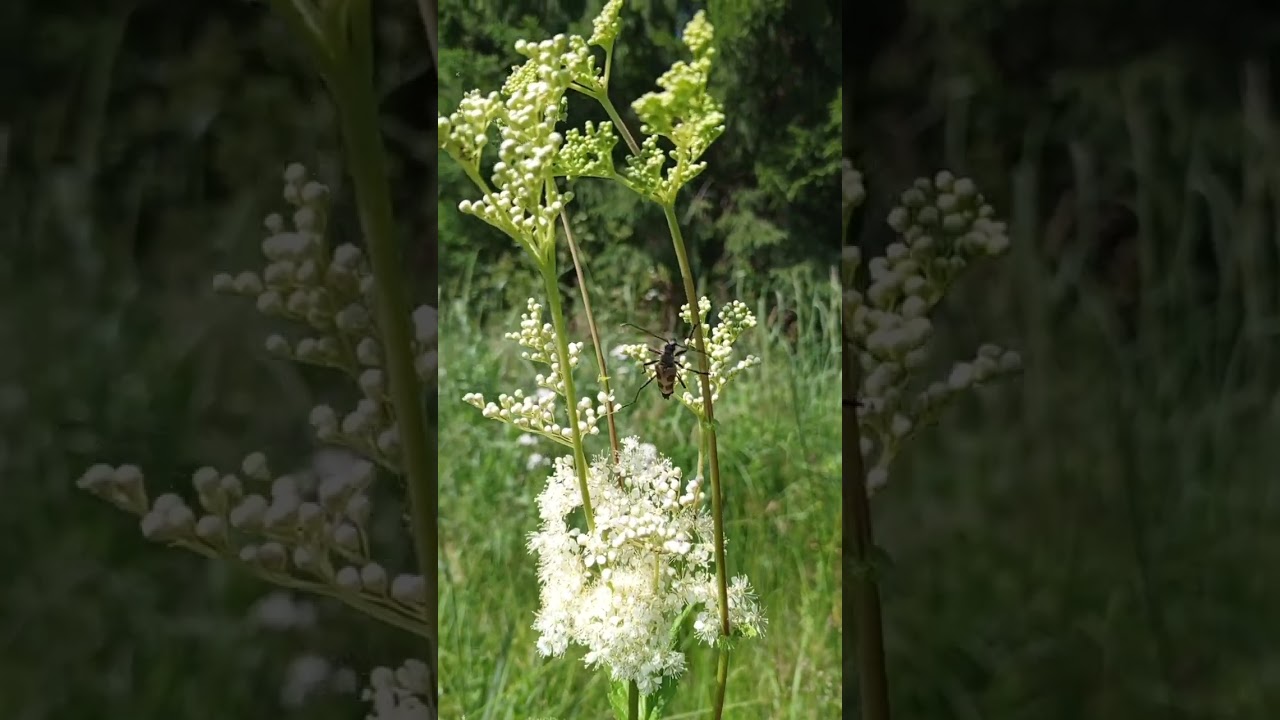 Какова красота 🤣👍 