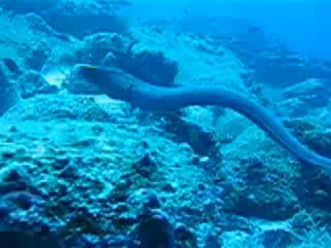 Galapagos Underwater Videos