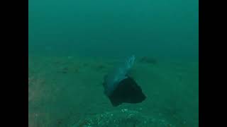 M2 Submarine Wreck Dive - May 2023