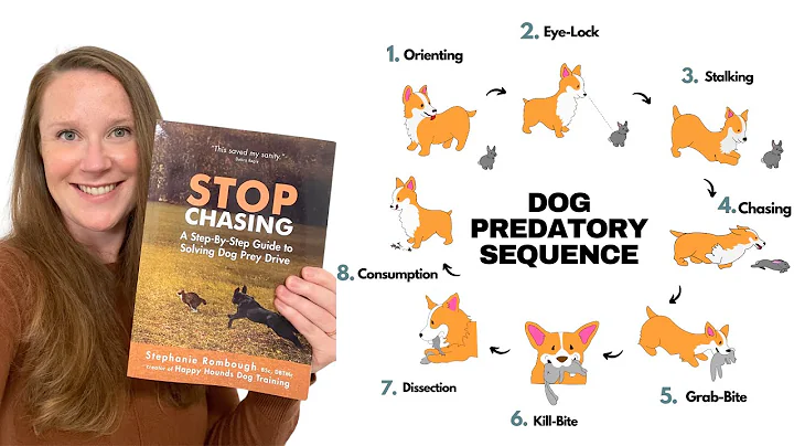 Stop Animal Chasing: A Step-By-Step Guide to Solving Dog Prey Drive