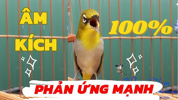 Luyện Giọng - Ép Giọng Khuyên Líu Choè Hiệu Quả 100% Sau Một Tháng Cho Vành Khuyên Non